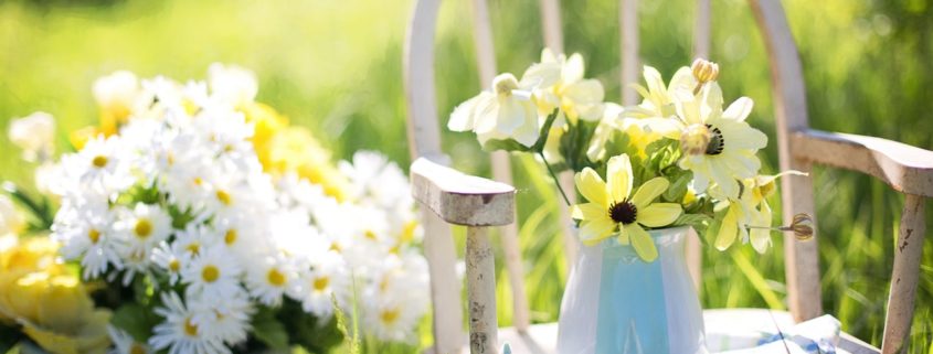 particolare di giardino in estate con sedia e margherite