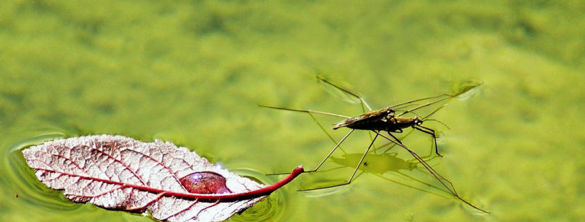 zanzara in acqua