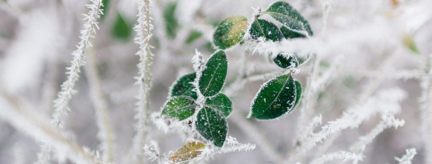 giardino inverno