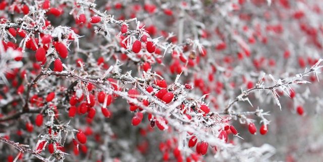 giardino invernale